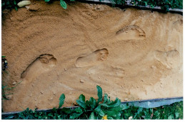 sandbox